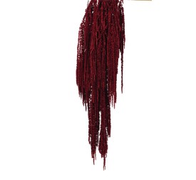 AMARANTHUS CAUDATUS PRES. 50/80 cms. ROJO (57)