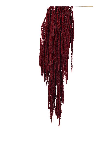 AMARANTHUS CAUDATUS PRES. 50/80 cms. ROJO (57)