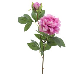 PEONIA X 2 66 CMS (2501-25)