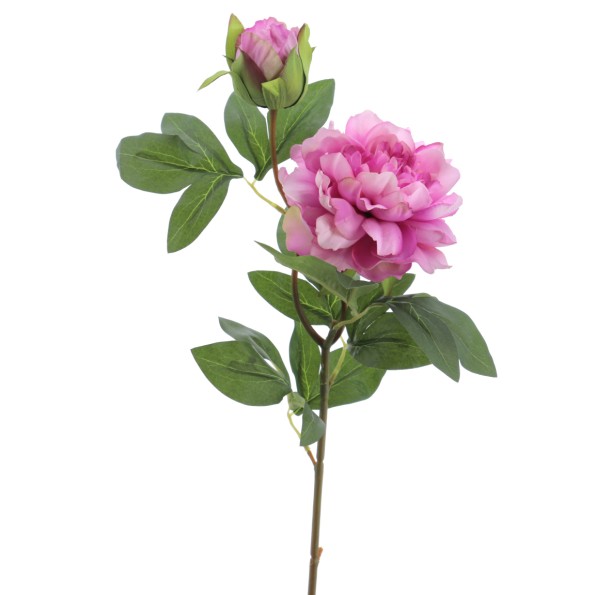PEONIA X 2 66 CMS (2501-25)