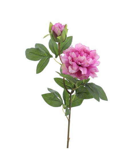PEONIA X 2 66 CMS (2501-25)