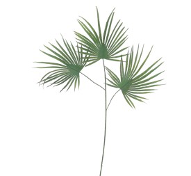 HOJA PALMITO 70 CMS (2052-09)