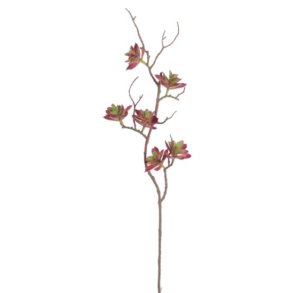 ECHEVERIA (2161-17)