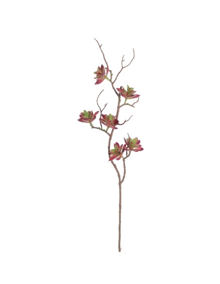 ECHEVERIA (2161-17)