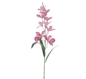 ALSTROMENIA 94 CMS (2098-07)