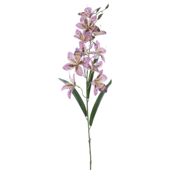 ALSTROMENIA 94 CMS (2098-16)