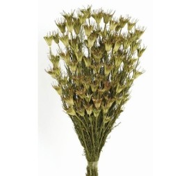 NIGELLA ORIENTALIS 50 cms. NATURAL (04)