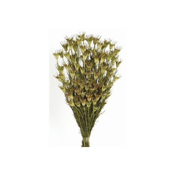 NIGELLA ORIENTALIS 50 cms. NATURAL (04)