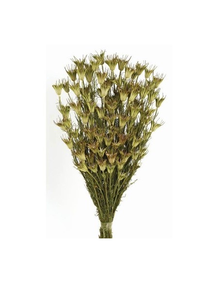 NIGELLA ORIENTALIS 50 cms. NATURAL (04)