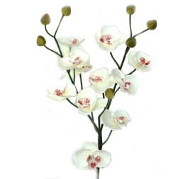 MINI PHALENOPSIS 56 CMS