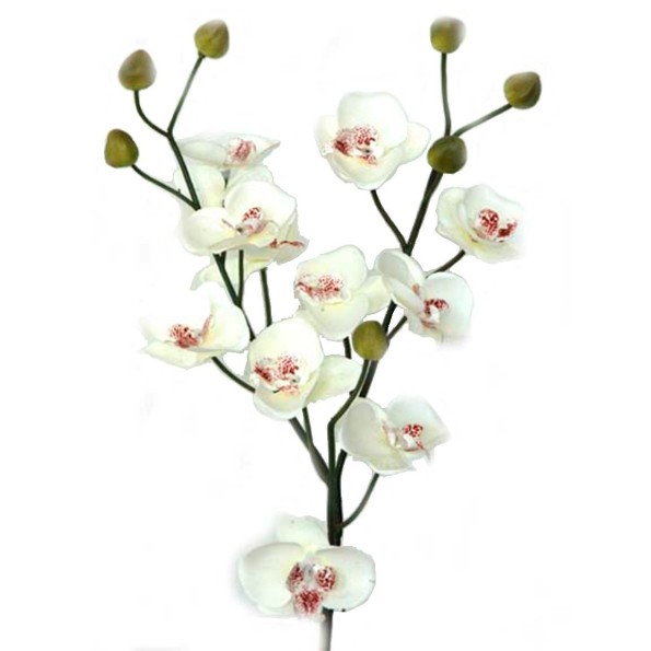 MINI PHALENOPSIS 56 CMS