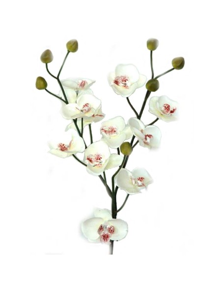 MINI PHALENOPSIS 56 CMS