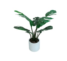 PLANTA MONSTERA C/ MACETA LUX X 5 -60 CM