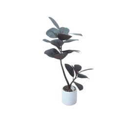 PLANTA FICUS ELASTICA M/LUX X 18- 90 CM