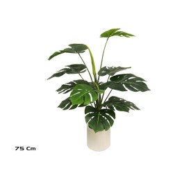PLANTA MONSTERA M/LUX X 12 -75 CM