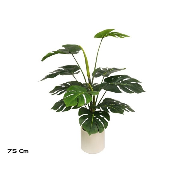 PLANTA MONSTERA M/LUX X 12 -75 CM