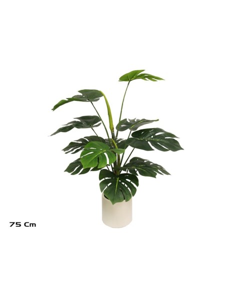 PLANTA MONSTERA M/LUX X 12 -75 CM