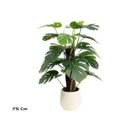 PLANTA MONSTERA X 18 M/LUX T/ COCO 75CM