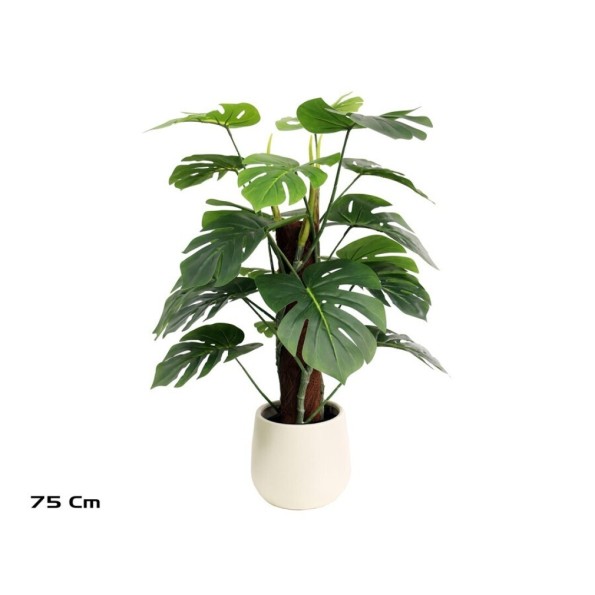 PLANTA MONSTERA X 18 M/LUX T/ COCO 75CM
