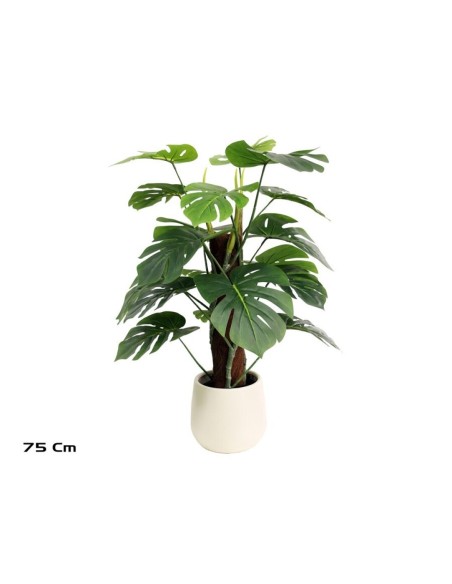 PLANTA MONSTERA X 18 M/LUX T/ COCO 75CM
