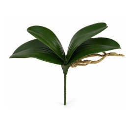 RAMO HOJAS ORQUIDEA C/RAICES X 4-25 CM