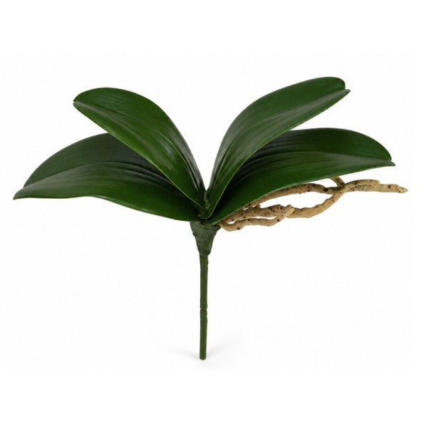 RAMO HOJAS ORQUIDEA C/RAICES X 4-25 CM