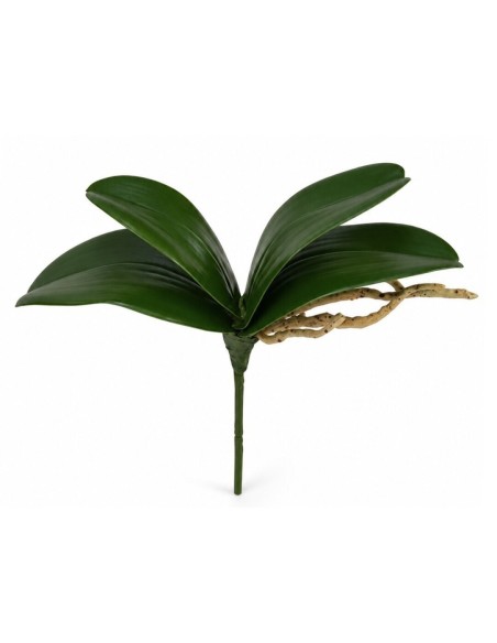 RAMO HOJAS ORQUIDEA C/RAICES X 4-25 CM