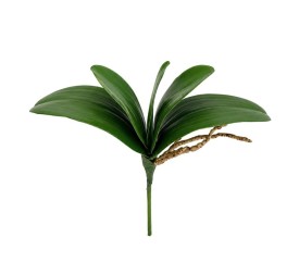 RAMO HOJAS ORQUIDEA C/RAICES X 5-25 CM