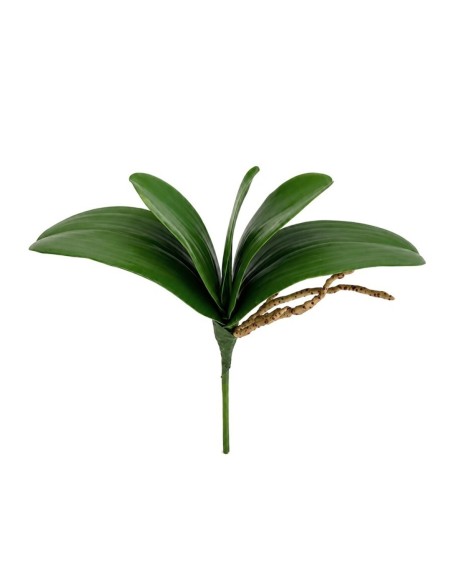 RAMO HOJAS ORQUIDEA C/RAICES X 5-25 CM