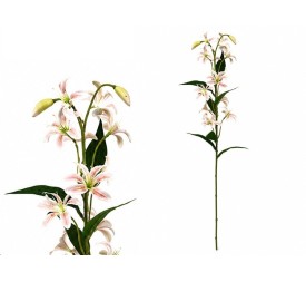 VARA LILIES R/T X 12-74 CM (TE)