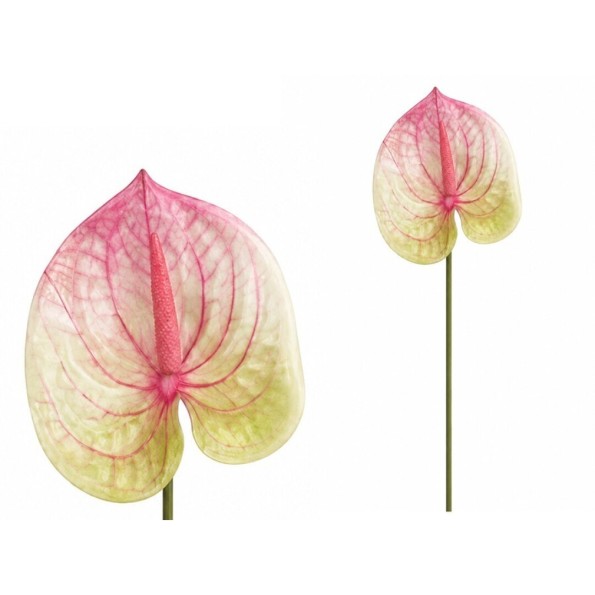 VARA ANTHURIUM 3D PRINTED -60CM (ROSA)