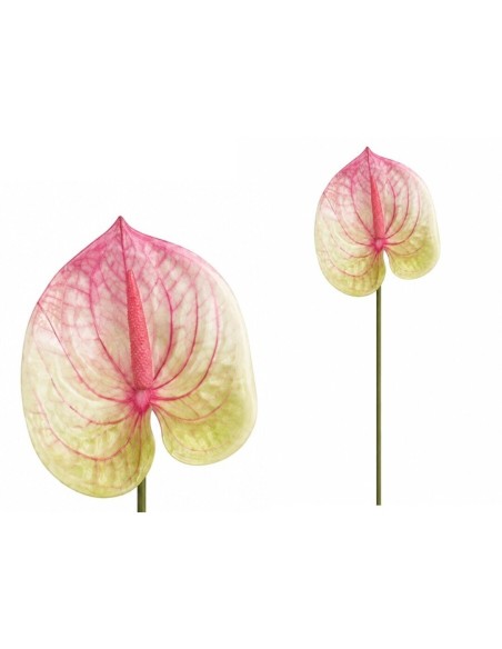 VARA ANTHURIUM 3D PRINTED -60CM (ROSA)