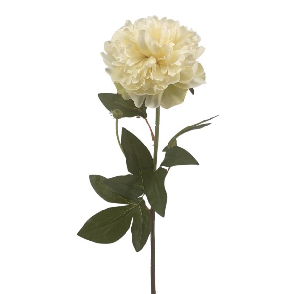 PEONIA (2510-01)