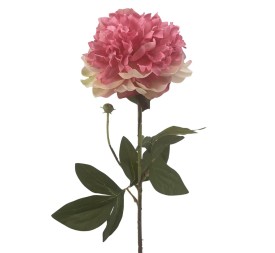 PEONIA (2510-12)