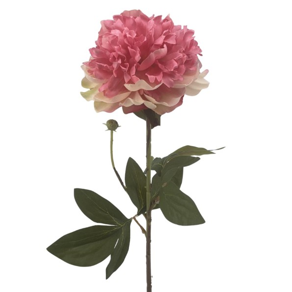 PEONIA (2510-12)