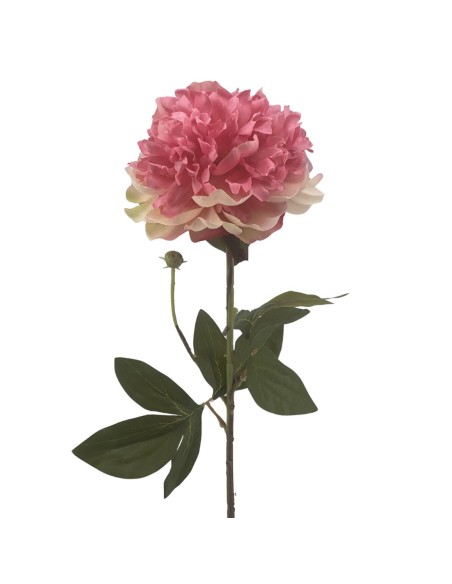 PEONIA (2510-12)