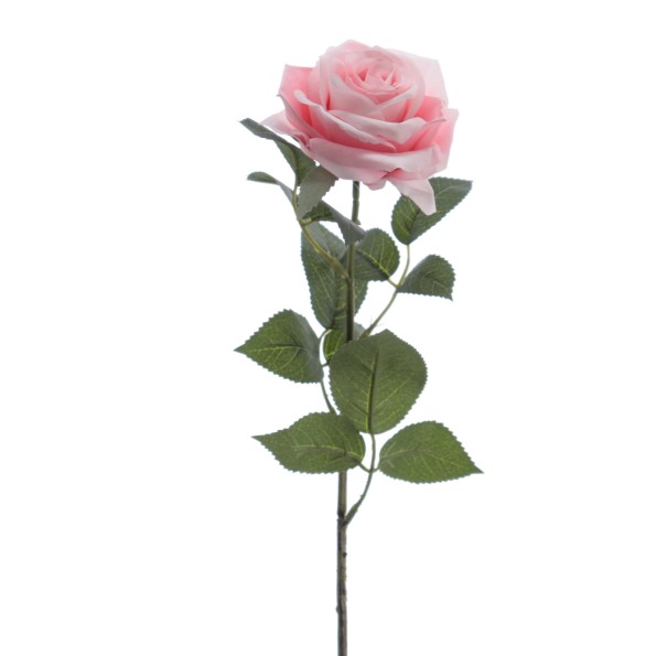 ROSA 64 CMS (5121-12)