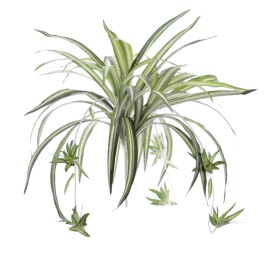 CHLOROPHYTUM (7103-09)