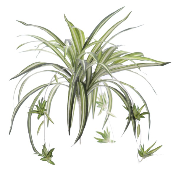 CHLOROPHYTUM (7103-09)