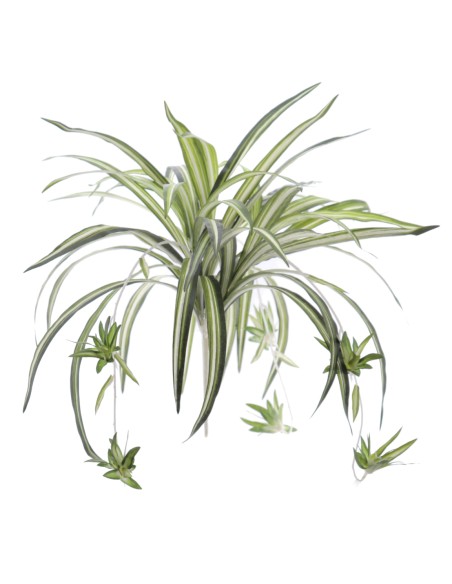 CHLOROPHYTUM (7103-09)