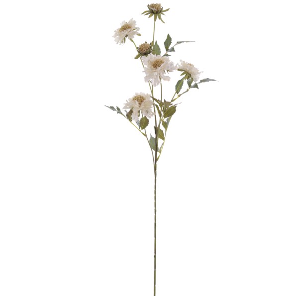 SCABIOSA 70 CMS (2155-01)