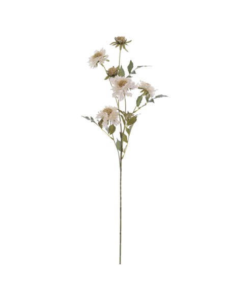 SCABIOSA 70 CMS (2155-01)