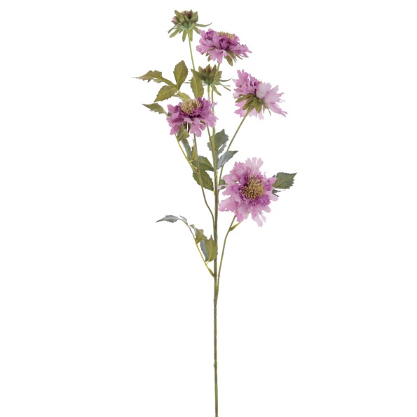 SCABIOSA 70 CMS (2155-06)