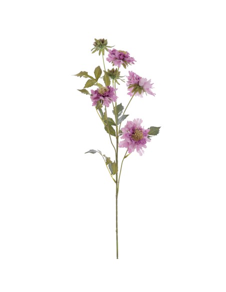 SCABIOSA 70 CMS (2155-06)
