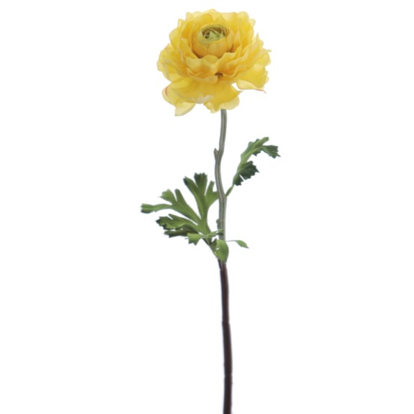 RANUNCULUS 51 CMS (2287-02)
