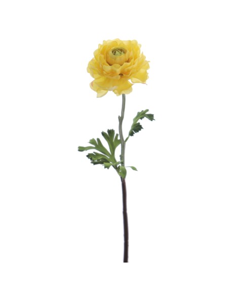 RANUNCULUS 51 CMS (2287-02)