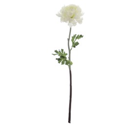 RANUNCULUS 51 CMS (2287-01)