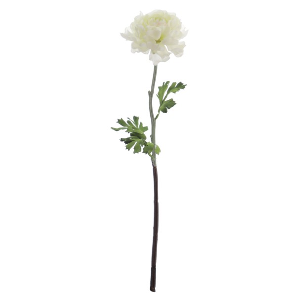 RANUNCULUS 51 CMS (2287-01)
