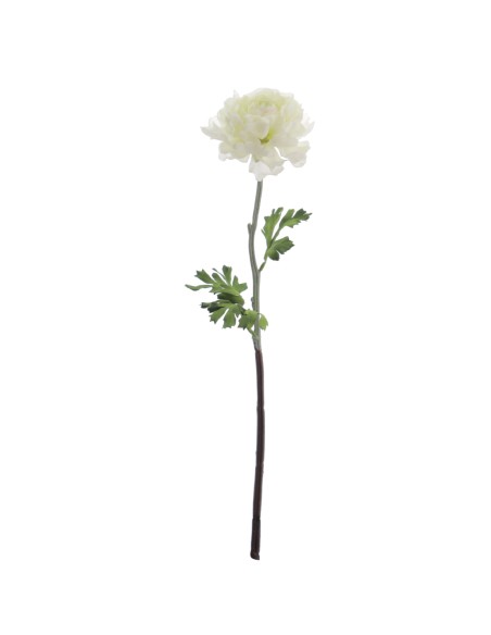 RANUNCULUS 51 CMS (2287-01)