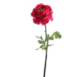 RANUNCULUS 51 CMS (2287-07)
